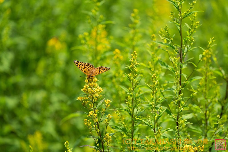 ../Images/7R240810 (46).jpg